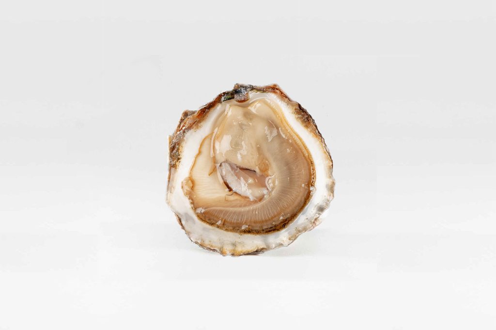 Pied de Cheval (ostrica piatta selvaggia o di allevamento)